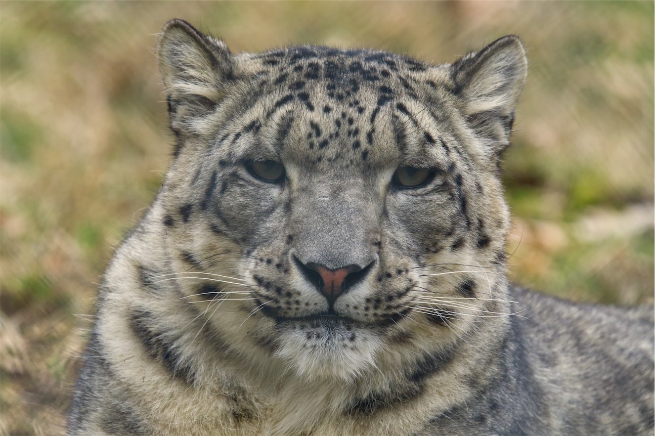 Snow Leopard 0219